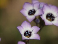 Wild Flowers